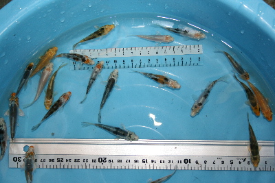 20080721 041-400.jpg